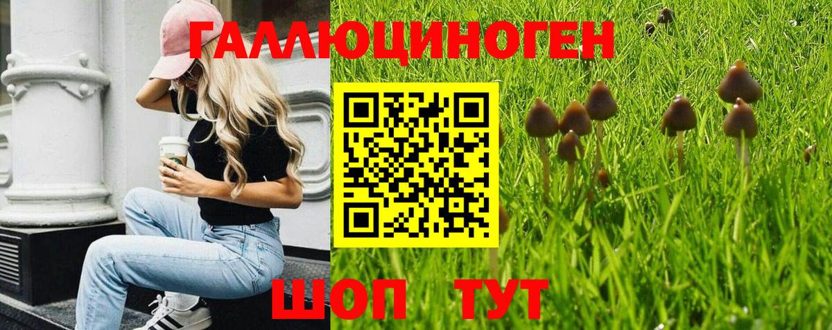 Псилоцибиновые грибы Psilocybine cubensis Воронеж